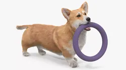 Pembroke Welsh Corgi Dog with Toy in Mouth Fur 3D model