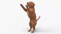 Playful Brown Labrador Puppy Standing 3D model