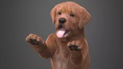 Playful Brown Labrador Puppy Standing Fur for Cinema 4D 3D model