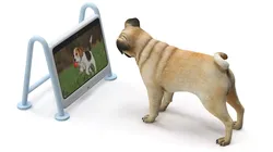 Pug Dog Watching Dogsplay TV Rigged for Cinema 4D 3D model