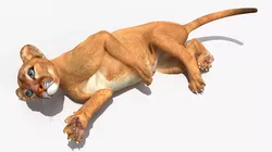 Puma Cub Playing Animated Rigged 3D model