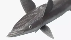 Ray Fish Remora 3D model