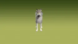 Realistic Grey Wolf 3D Model Rigged Animated Fur PBR Low-poly 3D model