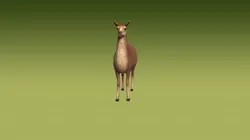 Realistic Llama 3D Model Rigged Animated Fur PBR Low-poly 3D model