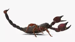 Realistic Scorpion Rigged for Cinema 4D 3D model