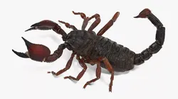 Realistic Scorpion Rigged for Maya 3D model