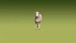 Realistic Sheep 3D Model Rigged Animated Wool PBR Low-poly 3D model