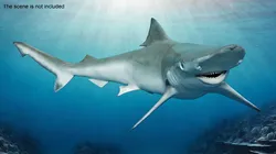 Realistic Spadenose Shark Rigged for Cinema 4D 3D model