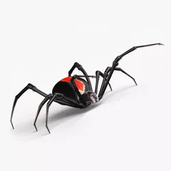 Red Back Spider 3D model