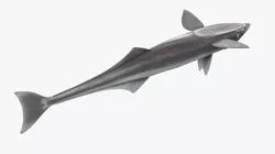 Remora Fish 3D model