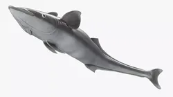 Remora Fish with Folded Fins 3D model