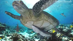 Remora Fish with Sea Turtle 3D model
