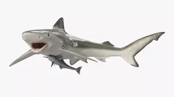 Remora Fish with Smalltail Shark 3D model
