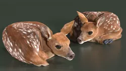Resting White-Tailed Fawn Deer Fur for Cinema 4D 3D model