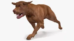 Running Brown Retriever Dog Animated Rigged for Cinema 4D 3D model