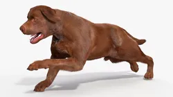 Running Brown Retriever Dog Fur Animated Rigged for Cinema 4D 3D model