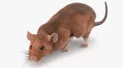 Running Rodent Rat Brown Fur Animated Rigged 3D model