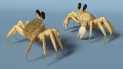 Shoreline Sand Crab Fur Rigged for Maya 3D model