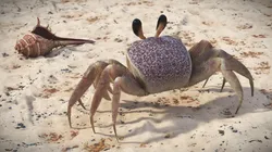Shoreline Sand Crab Pink Beige Fur Rigged for Cinema 4D 3D model