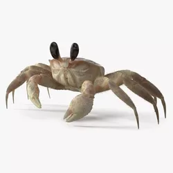 Shoreline Sand Crab Pink Beige Fur Rigged for Maya 3D model