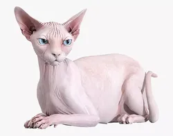 Sphynx Cat Pink Lying Pose 3D model