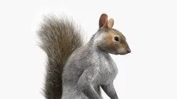 Squirrel Standing Gray Fur for Cinema 4D 3D model