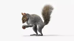 Squirrel with Pine Cone Fur for Cinema 4D 3D model