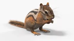 Standing Chipmunk Eating Fur 3D model