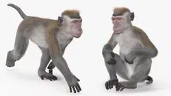 Standing Rhesus Macaque Monkey Gray Fur Rigged 3D model