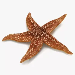 Starfish Marine Creature Rigged for Cinema 4D 3D model
