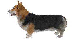 Tricolor Welsh Corgi Pembroke Fur for Cinema 4D Rigged 3D model