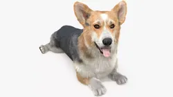 Tricolor Welsh Corgi Pembroke Resting Pose Fur 3D model