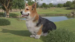 Tricolor Welsh Corgi Pembroke Sitting Pose Fur for Cinema 4D 3D model