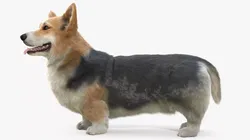 Tricolor Welsh Corgi Pembroke Standing Pose Fur for Cinema 4D 3D model