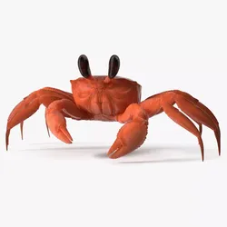 Tropical Ghost Crab Red Rigged for Maya 3D model