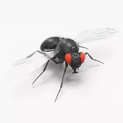 Vinegar Fly Black Rigged for Cinema 4D 3D model