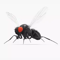 Vinegar Fly Black Rigged for Maya 3D model