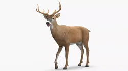 Virginia Deer Rigged for Cinema 4D 3D model
