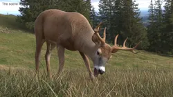 Virginia Deer Rigged for Maya 3D model