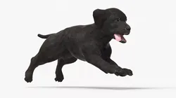 Walking to Running Retriever Puppy Animated Rigged 3D model