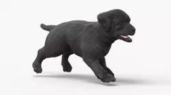 Walking to Running Retriever Puppy Fur Animated Rigged 3D model