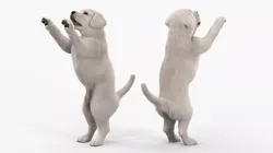 White Labrador Puppy Playful Standing Pose Fur 3D model