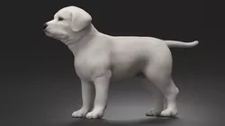 White Labrador Retriever Puppy 3D model