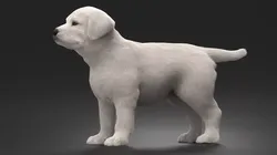 White Labrador Retriever Puppy Fur 3D model
