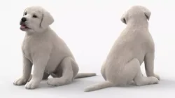 White Labrador Retriever Puppy Sitting Pose Fur 3D model