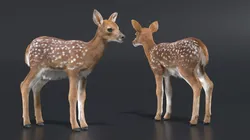 White-Tailed Fawn Deer Fur for Cinema 4D 3D model