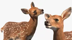 White-Tailed Fawn Deer Fur Rigged for Cinema 4D 3D model