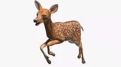 White-Tailed Fawn Deer Rigged for Cinema 4D 3D model