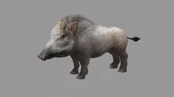 Wild Boar Low-poly 3D model