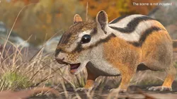 Wild Chipmunk Mammal 3D model